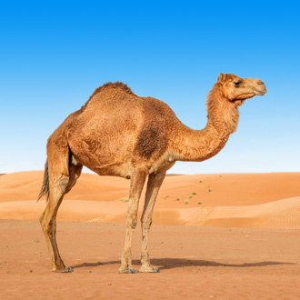 Kameel in de woestijn van Oman